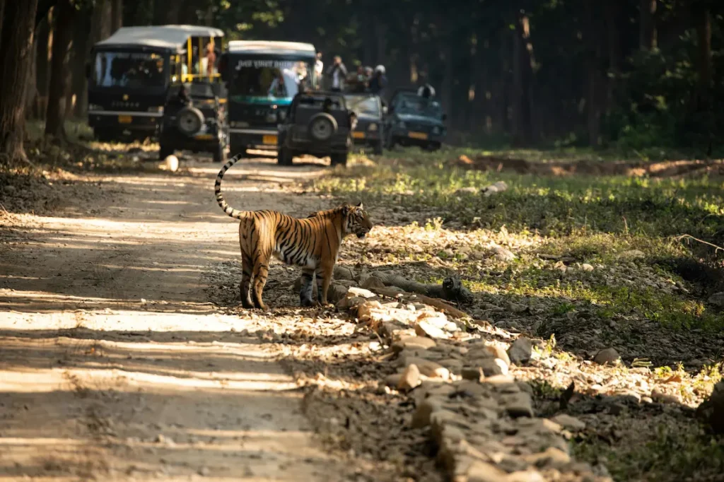 Jim Corbett National Park is the best national park in India to visit with kids. 