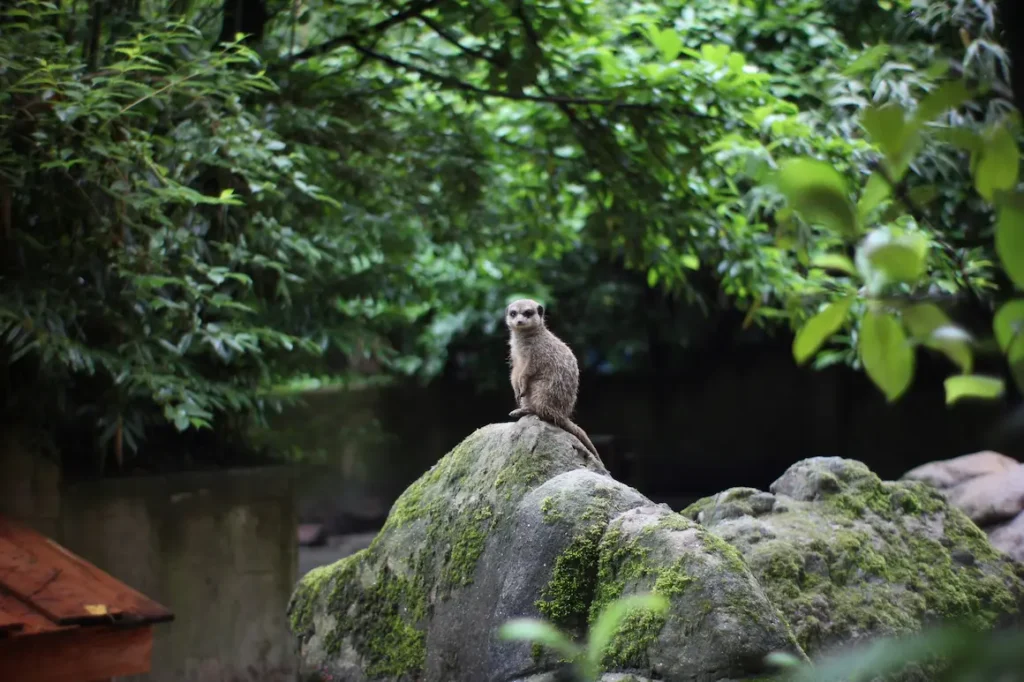 The most unforgettable things to do in Osaka with kids is visiting the oldest zoo, Tennoji Zoo.