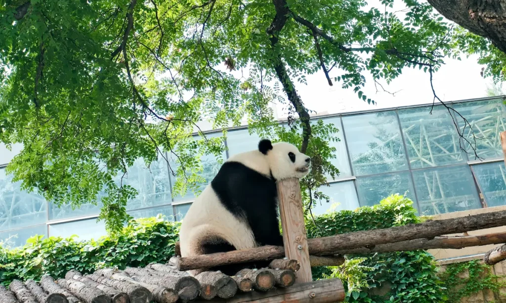 Enjoy watching the Panda at the Beijing Zoo. 