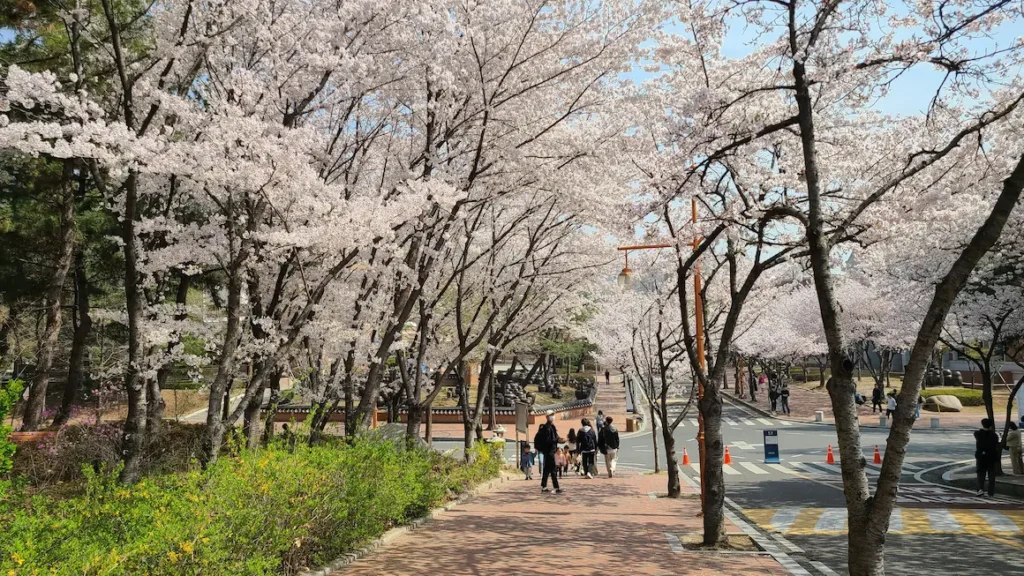 cherry blossoms in Ueno Park in Tokyo with kids 