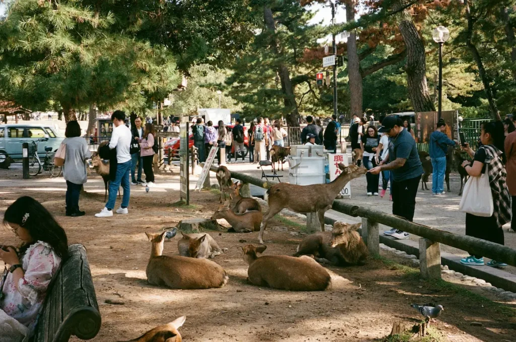 Feeding deer in Nara Park is best enjoyed with kids in Japan.