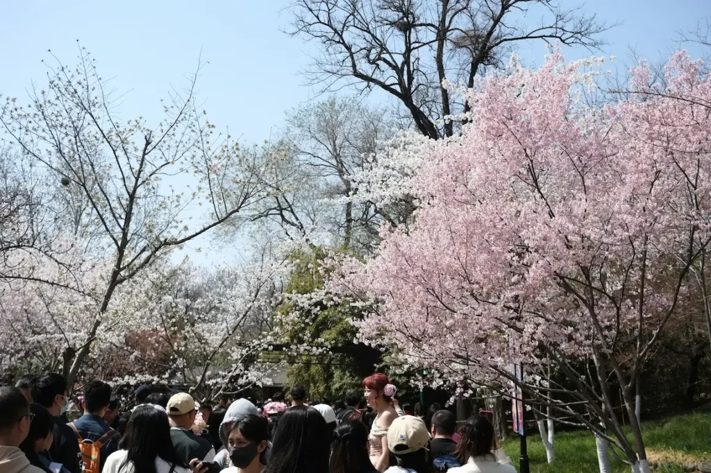 The busiest season, spring, is a dream for Tokyo with kids. 