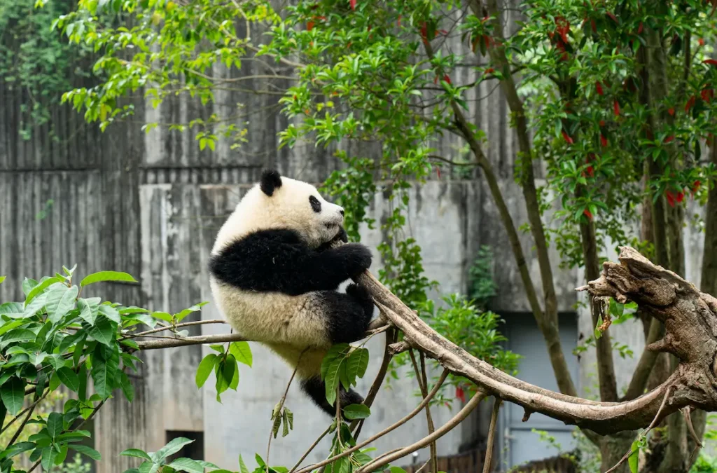 kids love watching  real pandas munching bamboo in Chengdu