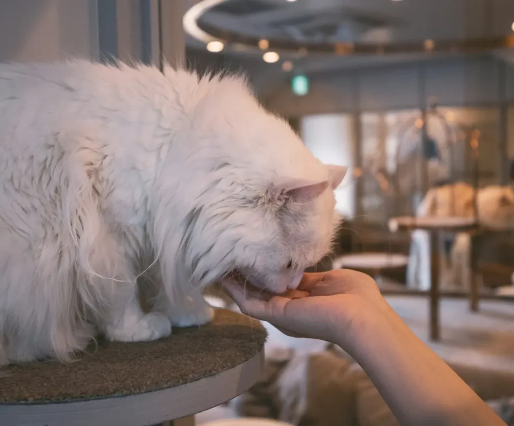 coffee, city views, and cats at Cat Café MoCHA (Harajuku)