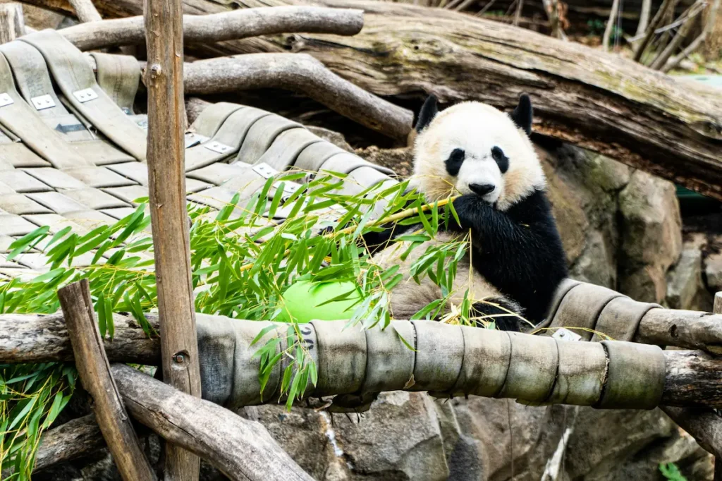 Our 2-Day Chengdu Itinerary with Kids to see pandas