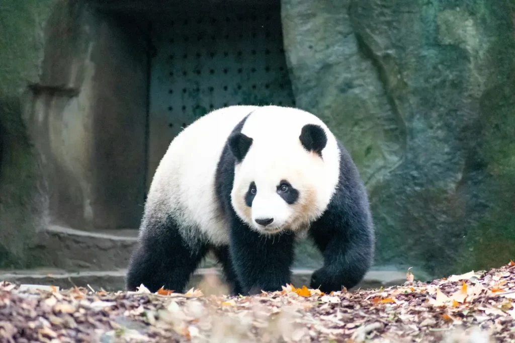 one reason kids fall in love with Chengdu, it’s the panda