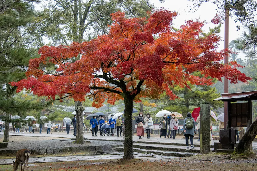 Deers roaming in Nara in autumn foliage beautiful but chilly time to visit with kids