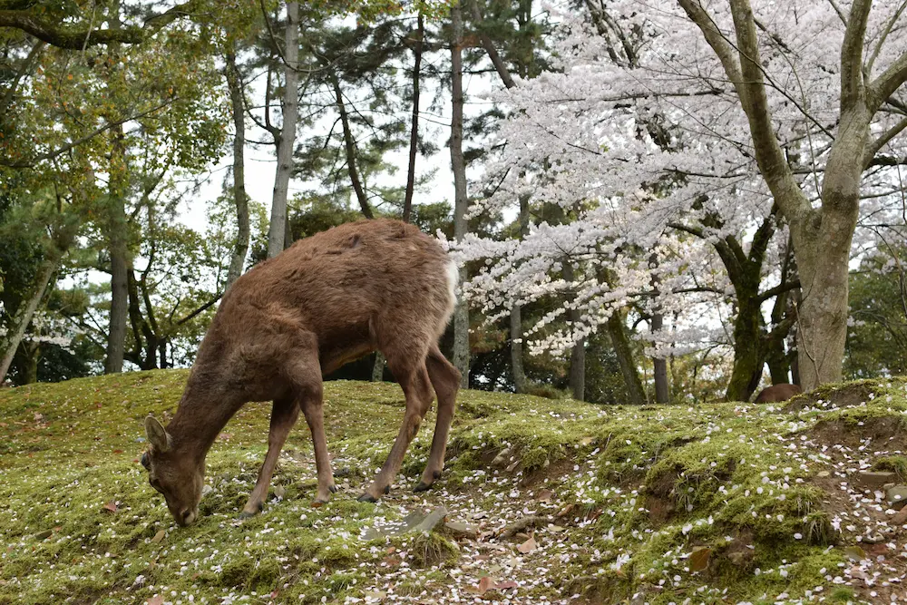 Friendly deer at Nara Park in Cherry Blossom during a family day trip to Nara with kids