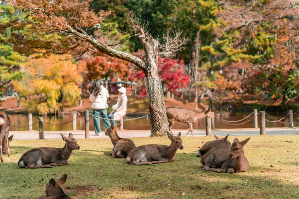 Baby deer at Nara Park, a fun and safe spot for kids