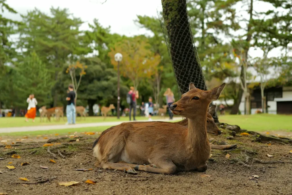 Deer Park in Nara is the most popular location to visit with kids