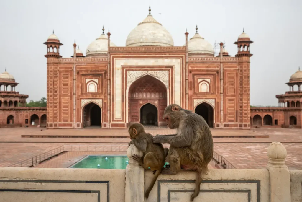 Monkeys sitting on the Taj Mahal complex