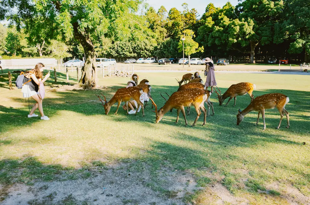 Girl, I am touching the deer too closely, which is inappropriate. Try not to hug or pet the deer.