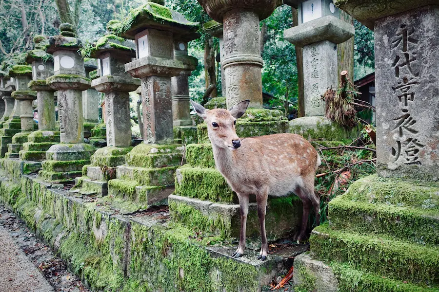 Deer standing on the way to Kasuga Taisha Shrine