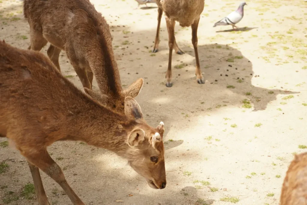 Deer droppings everywhere in Nara Park.