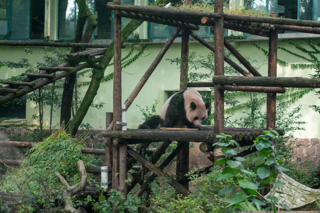 If Chengdu isn’t on your route, visit the Pandas in the Chongqing Zoo.