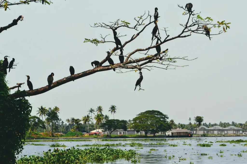 Kumarakom Bird Sanctuary is ideal for families, situated along the Vembanad Lake near the Alleppey backwaters.