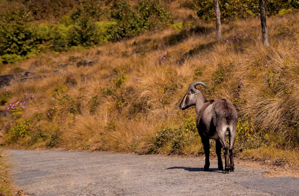 The Nilgiri tahr in Eravikulam National Park  of Kerala