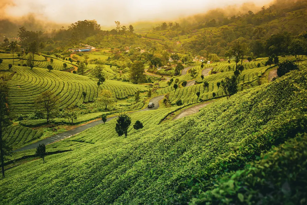 Family walking through Munnar tea plantation trails.