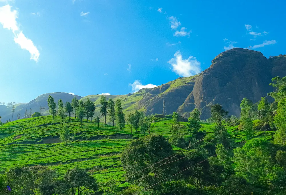 Tea gardens covering the hills of Munnar in Kerala.