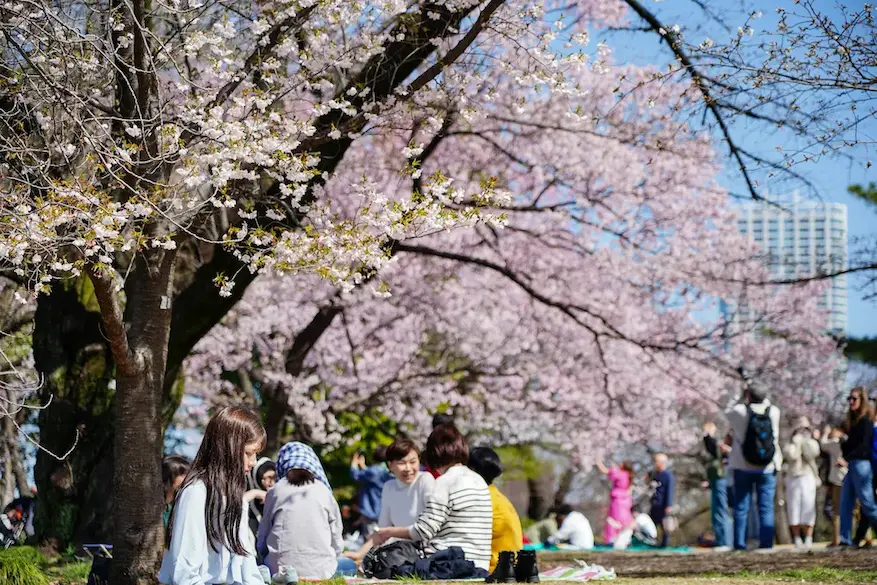 Japan family trip during cherry blossom season with kids in Tokyo