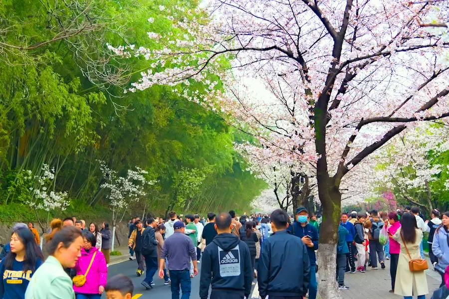 Cherry blossom season needs extra planning for Japan with kids