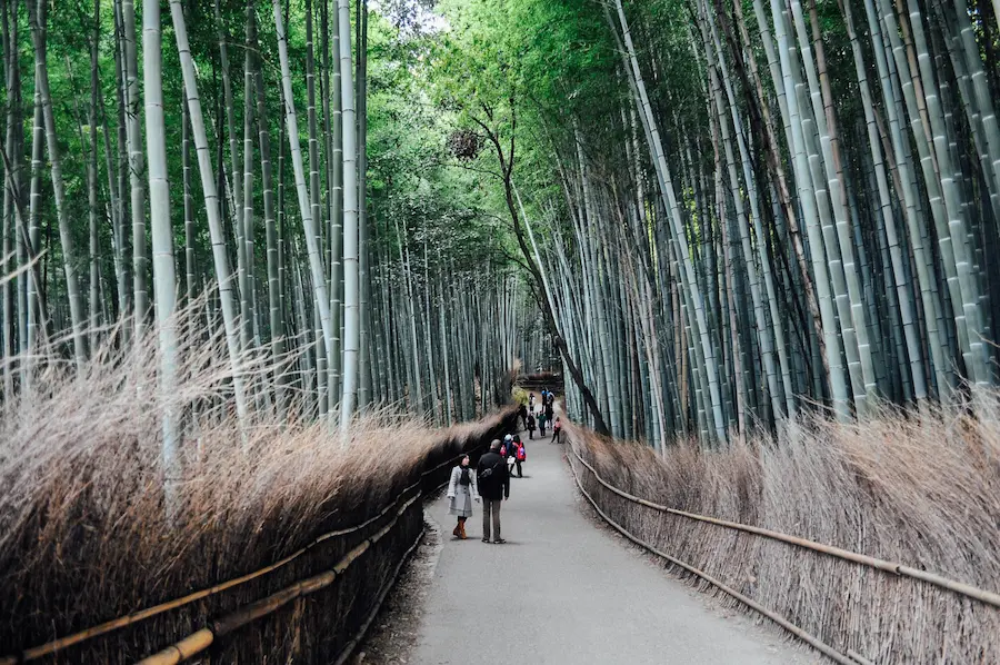 A family walking through the Kyoto bamboo forest.