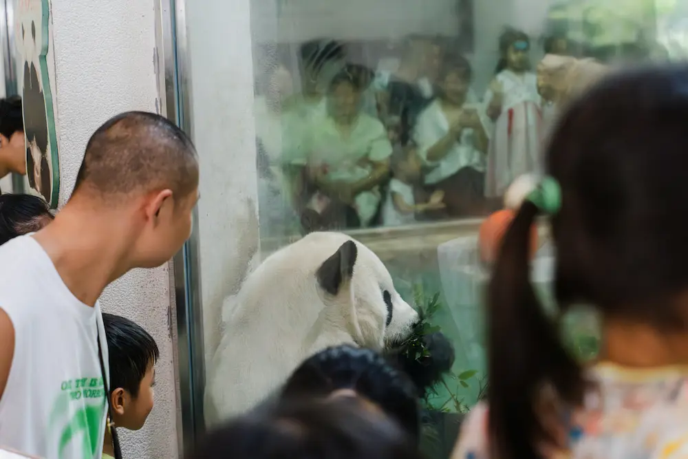 The kid is watching pandas at a conservation center in Chengdu