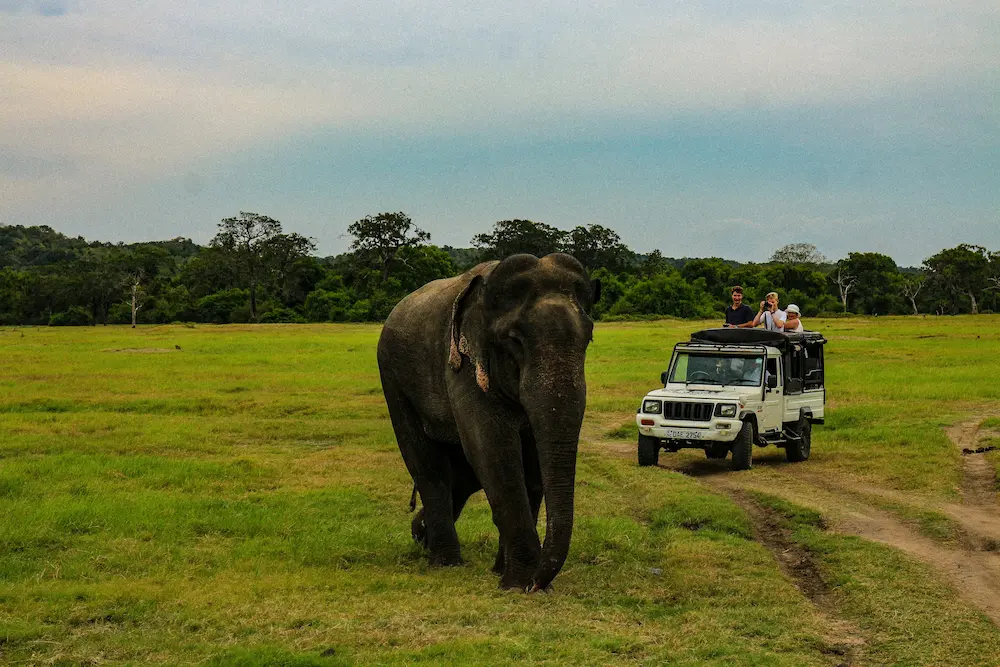 Our best experience with kids in Asia is the elephant safari in Sri Lanka.