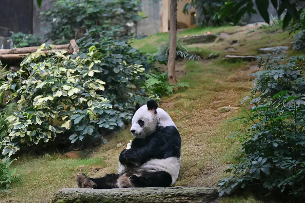 Chengdu Panda Research Base kids' family visit