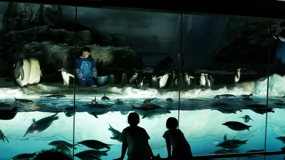Osaka Aquarium Kaiyukan penguin section, Japan