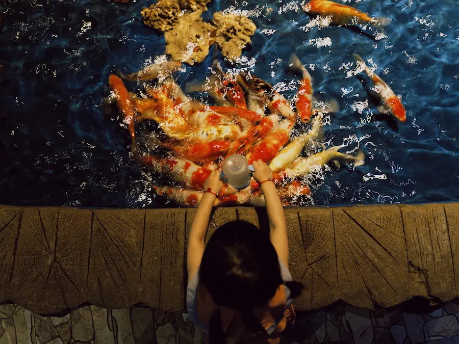 A kid is playing with fishes in a koi fish cafe in Ho Chi Minh City. 