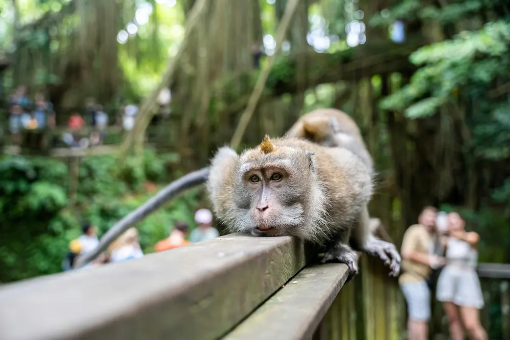 A family watching monkeys from a safe distance in the Ubud Monkey Forest, Bali.