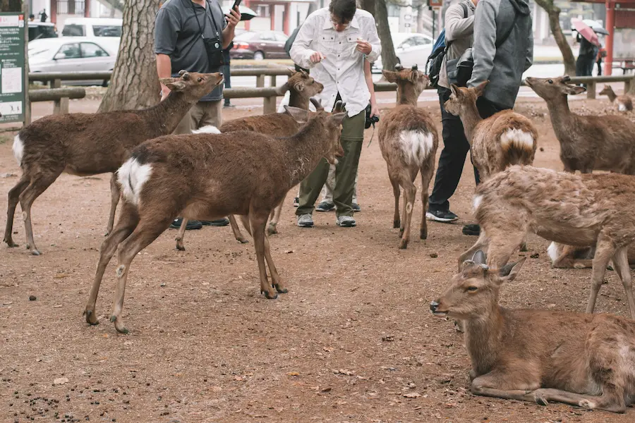 A young child standing in Nara Park near Osaka, watching free-roaming bowing deer.
