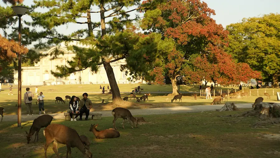 Toddler playing around deer in Nara Park during a family day trip from Osaka