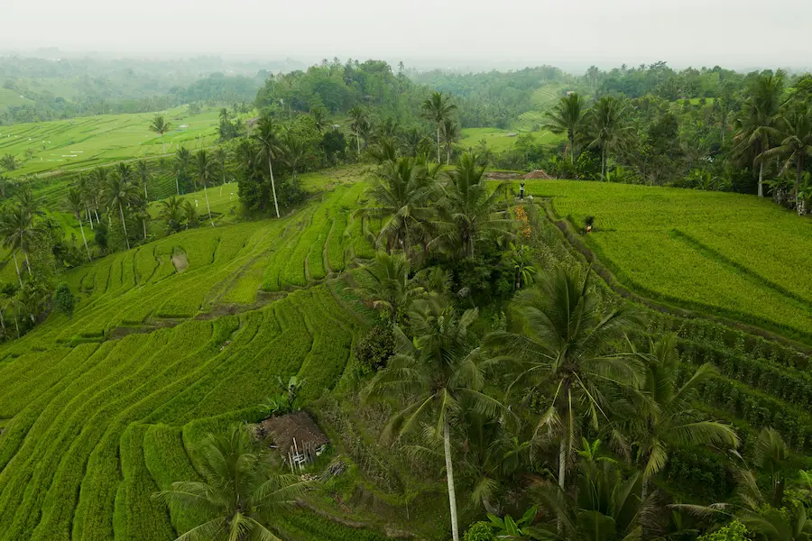 Happy family exploring the lush green rice terraces in Ubud.