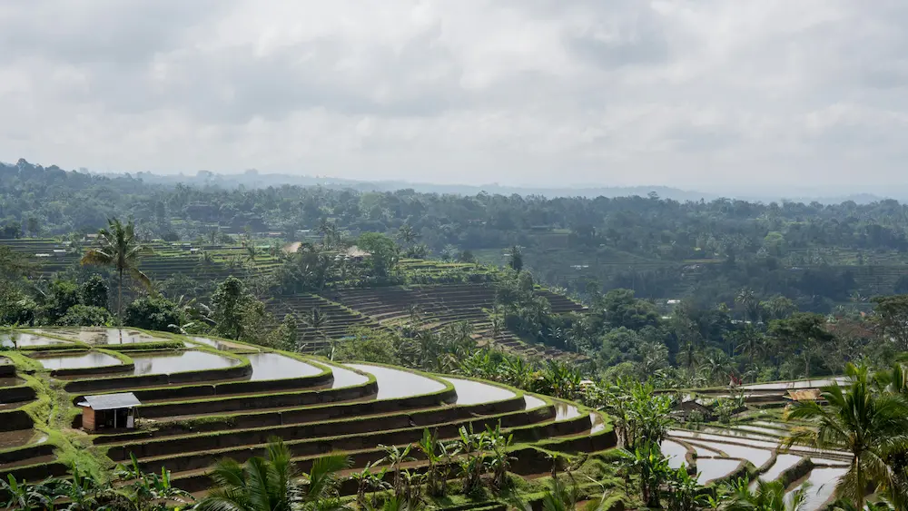 Rice terraces, Bali, family, kids, walking, nature.